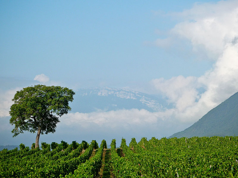 Paysage vignes et montagnes près de votre location de vacances en Savoie